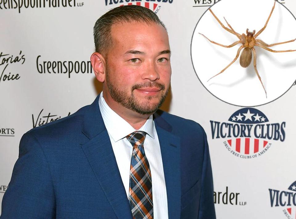 Jon Gosselin, Brown recluse spider