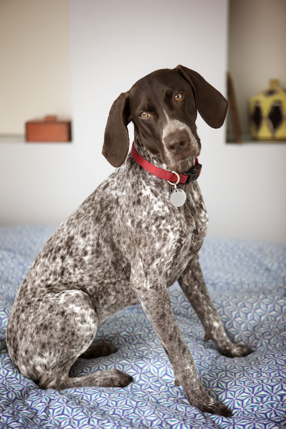 German Shorthaired Pointer