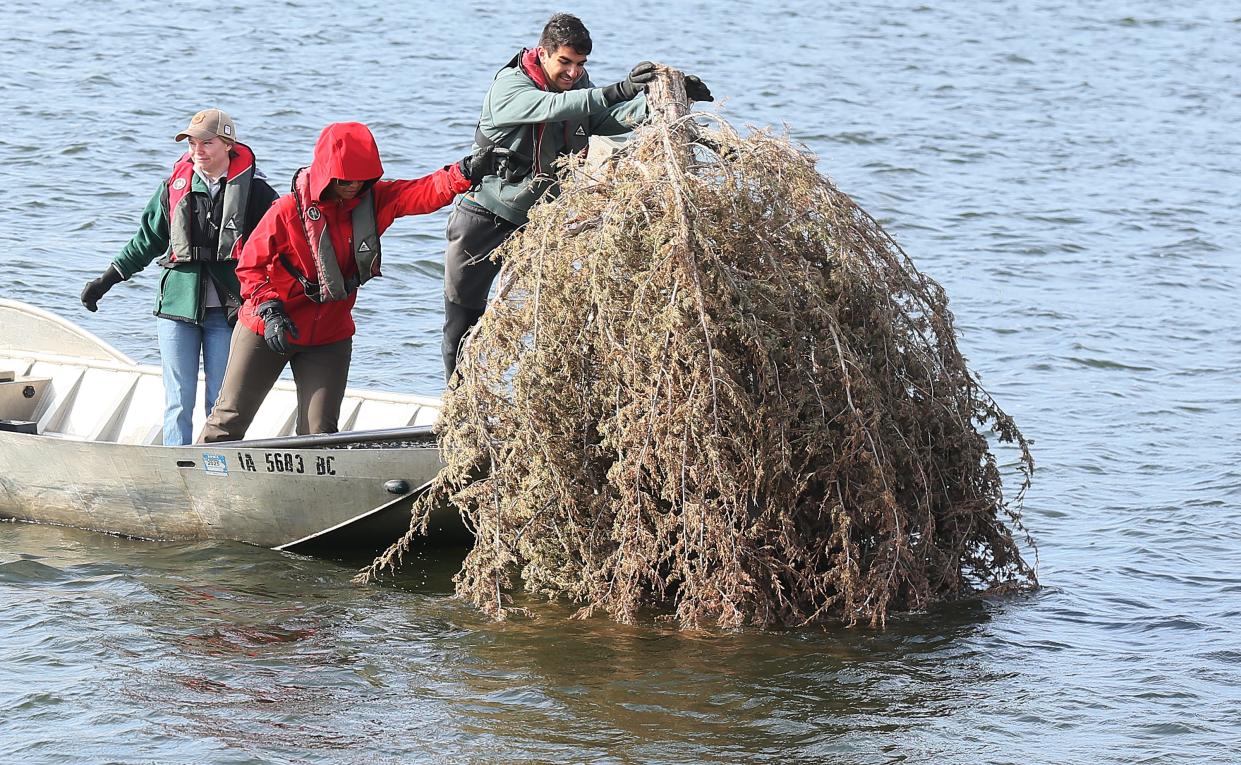 The City of Ames, DNR Fisheries, the Ames Anglers Club members, and Iowa State University students dropped nearly 50 cedar trees for a fish habitat at Ada Hayden Heritage Park's north lake on Friday, March 29, 2024, in Ames, Iowa.