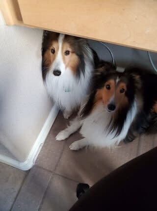 "We just rescued these two beauties and brought them home. They both try to crowd under my desk at my feet so I can't even move my chair under my desk. So much for work!" &mdash; <i>Darcie W. </i>