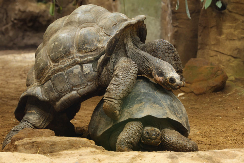 The Annual Weigh In For Animals At London Zoo