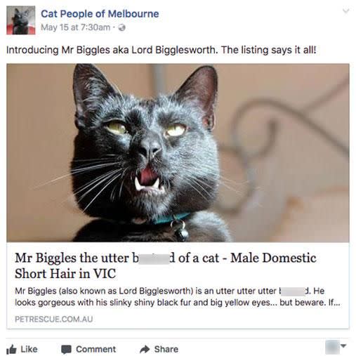 The moggy has won a legion of fans thanks to his viral ad. Photo: Facebook