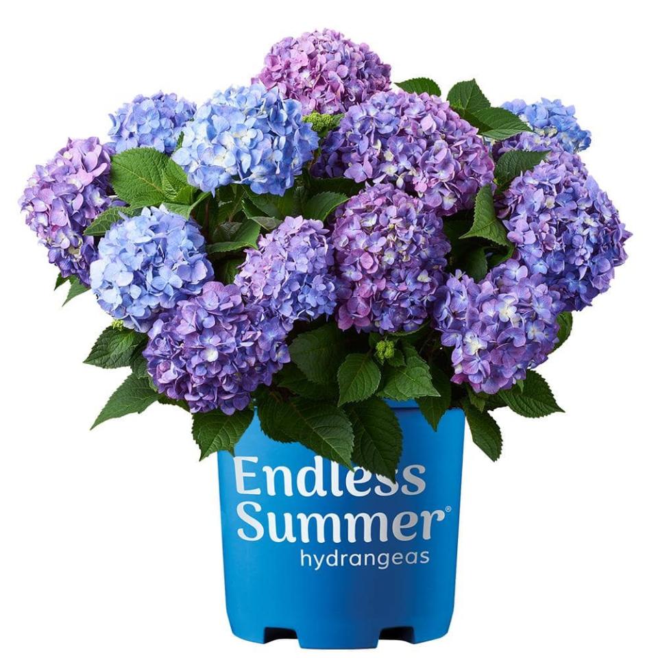 <p><a href="https://go.redirectingat.com?id=74968X1596630&url=https%3A%2F%2Fwww.homedepot.com%2Fp%2FEndless-Summer-1-Gal-Bloomstruck-Hydrangea-Flowering-Shrub-Blue-Flowers-12676%2F312367210&sref=https%3A%2F%2Fwww.countryliving.com%2Fgardening%2Fg60857566%2Fmemorial-day-lawn-garden-deals%2F" rel="nofollow noopener" target="_blank" data-ylk="slk:Shop Now;elm:context_link;itc:0;sec:content-canvas" class="link ">Shop Now</a></p><p>Bloomstruck Hydrangeas</p><p>homedepot.com</p><p>$21.97</p>