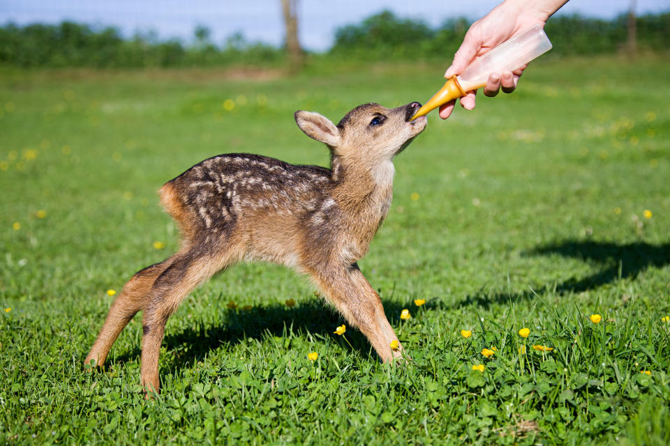 Tiny fawn