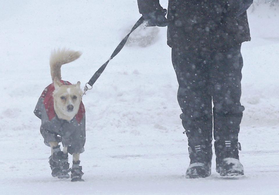 A man takes a walk with his dog during a snowstorm in Quebec City, December 15, 2013. Between 15 and 30cm of snow are expected to fall on the different regions of eastern Canada today according to Environment Canada. REUTERS/Mathieu Belanger (CANADA - Tags: ENVIRONMENT SOCIETY ANIMALS)