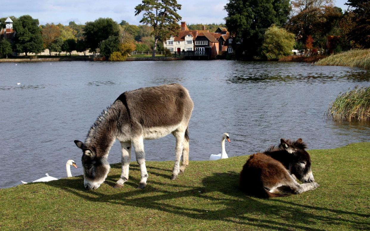 A lake near Beaulieu Village in the New Forest, Hampshire - DonaldMorgan/iStock Editorial 