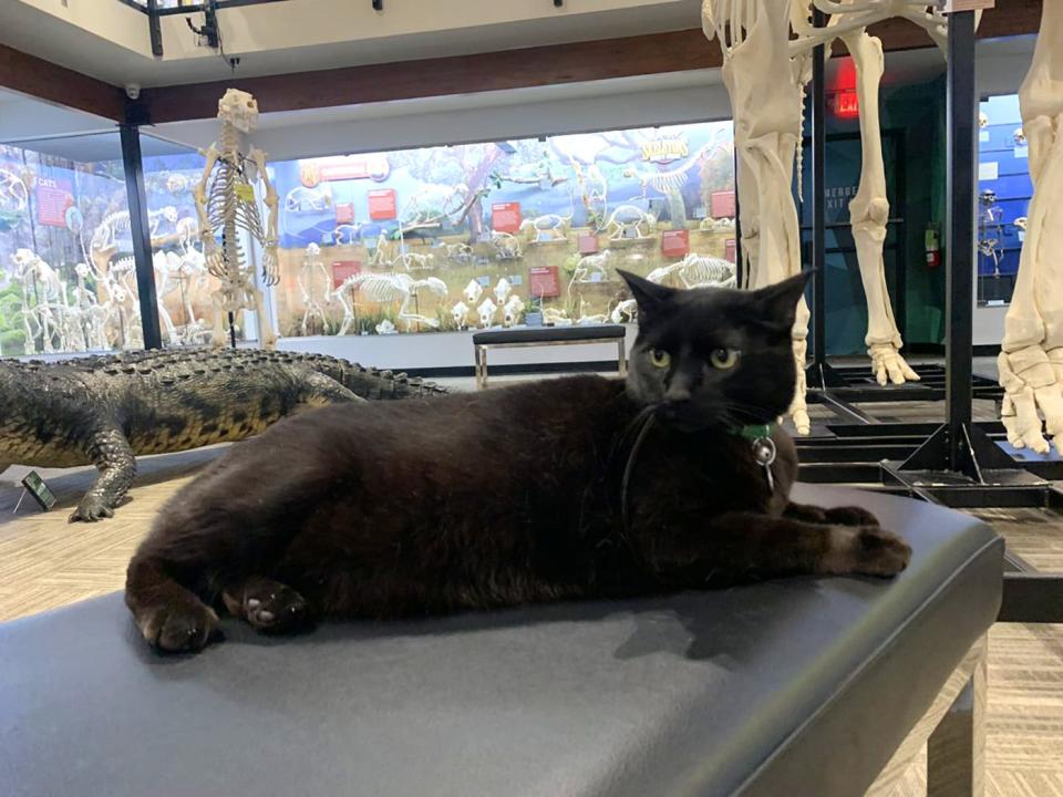 Sir Indiana Bones, or "Indy" for short, sits on a bench at Oklahoma City's Skeletons: Museum of Osteology where he is a museum resident and has become an online sensation.