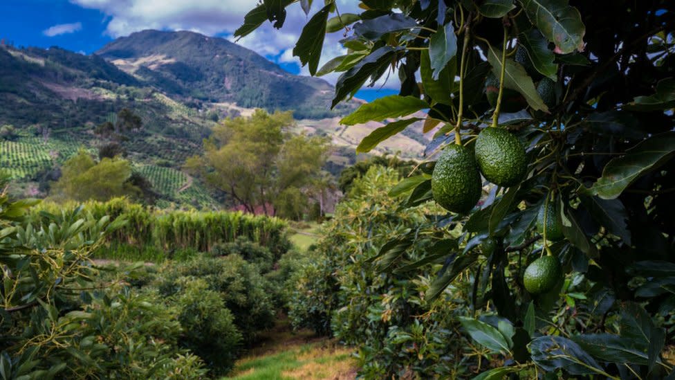 Árbol de aguacates Hass en Colombia.