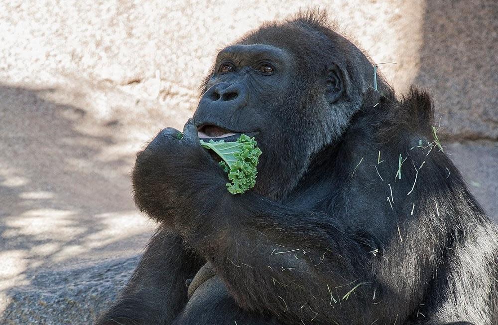 Vila the gorilla died aged 60 surrounded by family members: Twitter/San Diego Safari Park