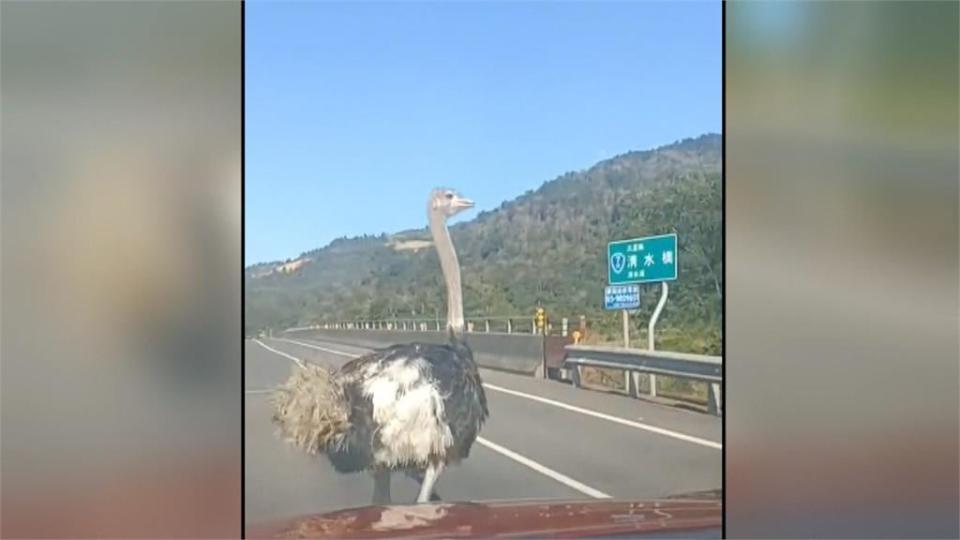 這隻「乖乖」真的不乖　鴕鳥大街狂奔追汽車