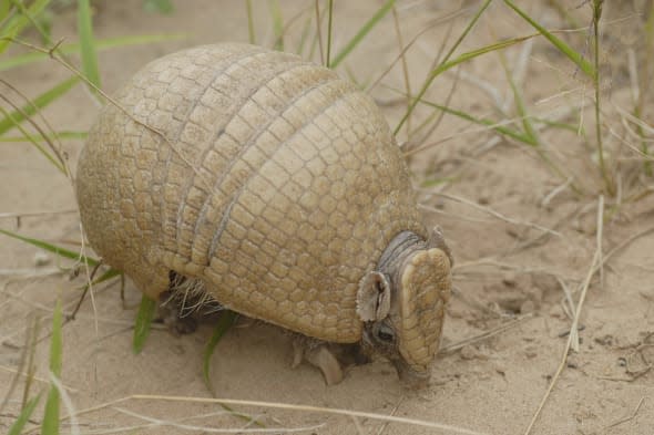 Three-banded armadillo (Tolypeutes matacus), Gran Chaco, Paraguay