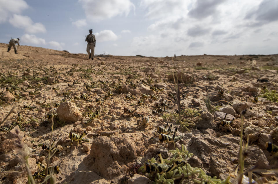 In this photo taken Wednesday, Feb. 5, 2020, a policeman looks at young desert locusts that have not yet grown wings covering the ground in the desert near Garowe, in the semi-autonomous Puntland region of Somalia. The desert locusts in this arid patch of northern Somalia look less ominous than the billion-member swarms infesting East Africa, but the hopping young locusts are the next wave in the outbreak that threatens more than 10 million people across the region with a severe hunger crisis. (AP Photo/Ben Curtis)