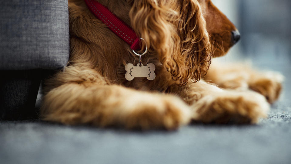 Dog identification tag