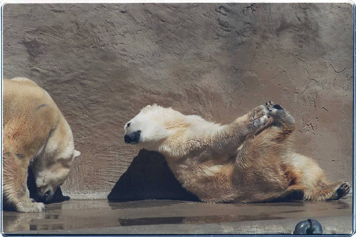 Polar bears Adak and Kiska enjoy the weather on March 6, 1995, at Sacramento Zoo.  The bear on the right was itching its back on the wall.