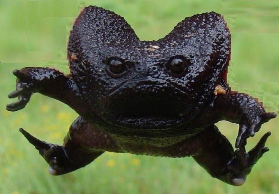 La forma redondeada de la rana negra de lluvia, que no suele medir más de cinco centímetros, cambia cuando salta, momento en el que parece aún más enfadada e igual de adorable. (Foto: Reddit / <a href="http://www.reddit.com/r/NatureIsFuckingLit/comments/gi2rto/black_rain_frog_in_action/" rel="nofollow noopener" target="_blank" data-ylk="slk:Pedrica1;elm:context_link;itc:0;sec:content-canvas" class="link ">Pedrica1</a>).