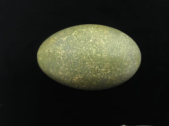 The green cassowary egg.