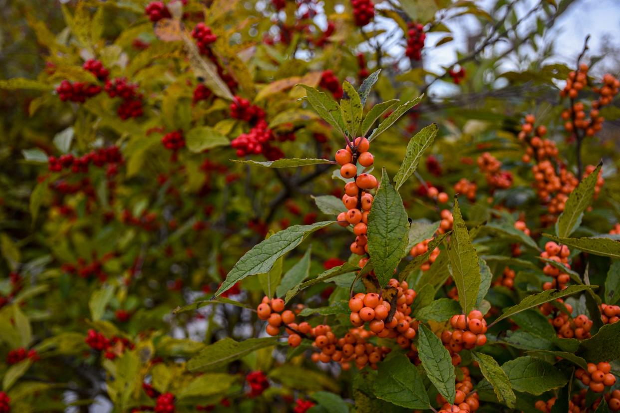 Woody plants such as winterberry holly (Ilex verticillata ‘Winter Gold’ and I. verticillata ‘Winter Red’) deliver drama, warmth and color this season.