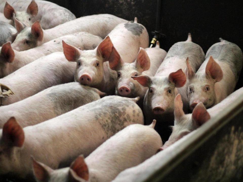 Pigs in an overcrowded shed in the EU (World Animal Protection)