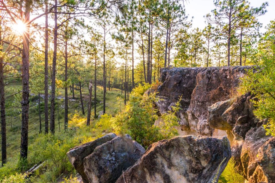 Louisiana: Longleaf Vista Interpretive Trail