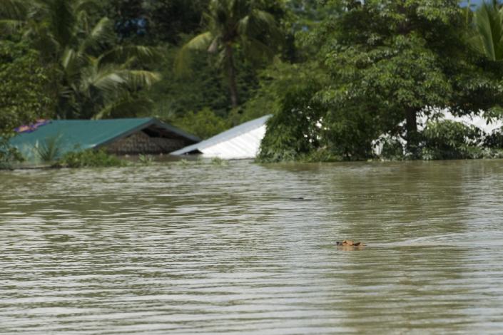 A dog swims in floodwaters in Kalay, upper Myanmar's Sagaing region, on August 2, 2015 (AFP Photo/Ye Aung Thu)