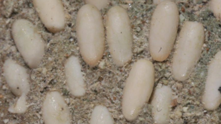 Fossilized grasshopper nest found in Oregon's John Day Fossil Beds