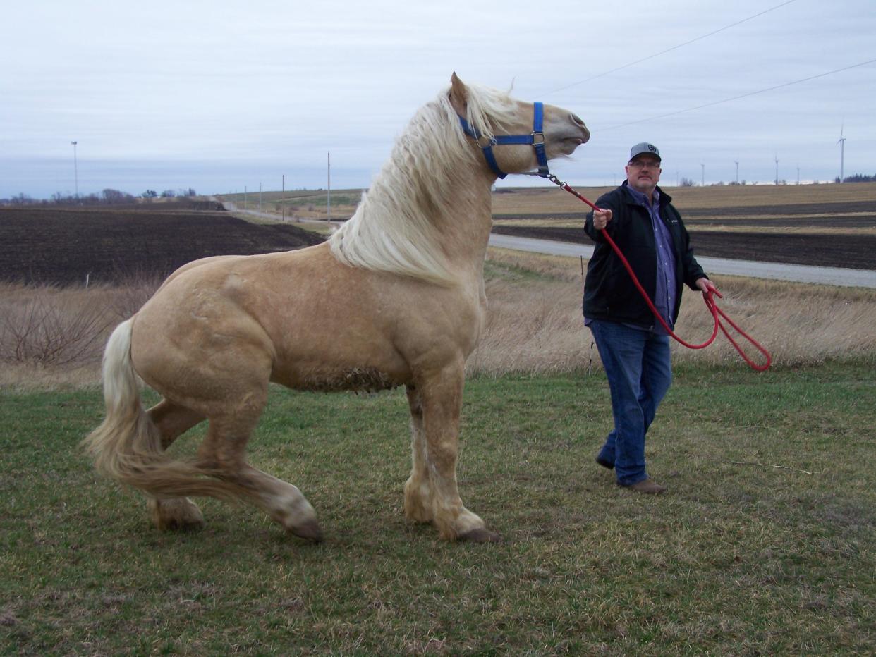 Kinnick, an American Cream Draft Horse stallion, spooks while being walked by owner Tony Stalzer in Zearing.