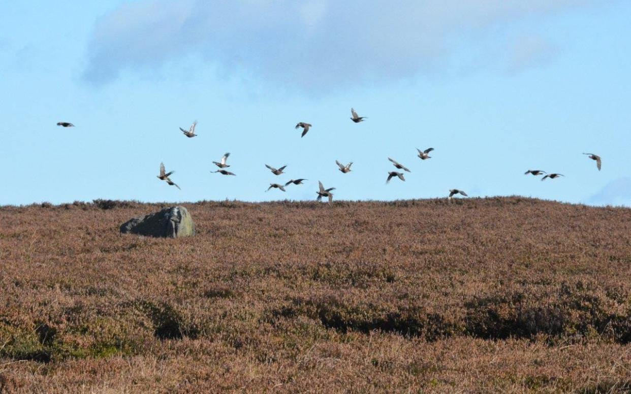 Grouse of Ilkley Moor - Countryside Alliance