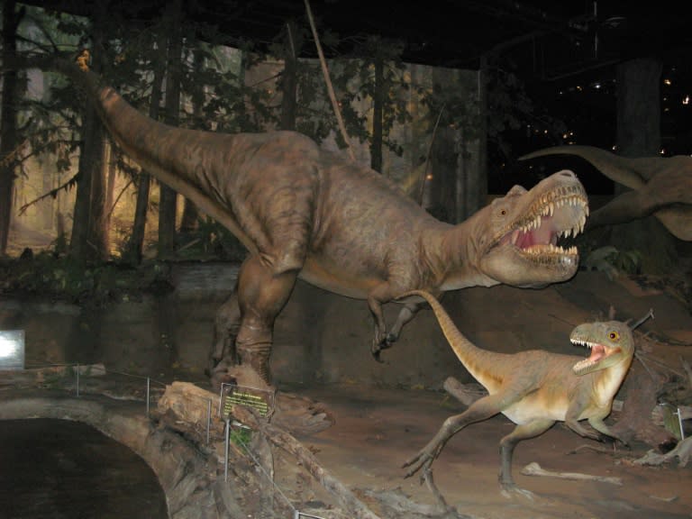 化石研究首度發現 暴龍可能挑嘴愛吃腿部