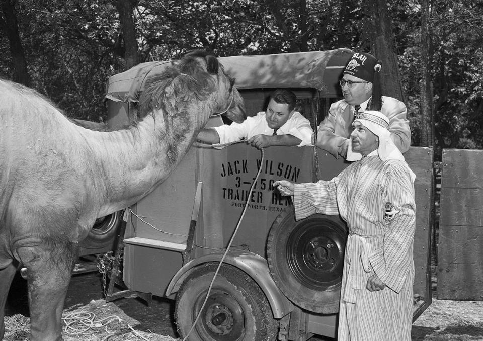 July 1, 1950: Forest Park Zoo’s camel, Moslah, inspects the trailer in which zoo director Hamilton “Ham” Hittson will bring the future Mrs. Moslah from California. Left to right are Hittson, Marvin Mabry, potentate of Moslah Temple Shrine and Al Wooten. The Shrine donated Moslah to the zoo and also is donating his bride.