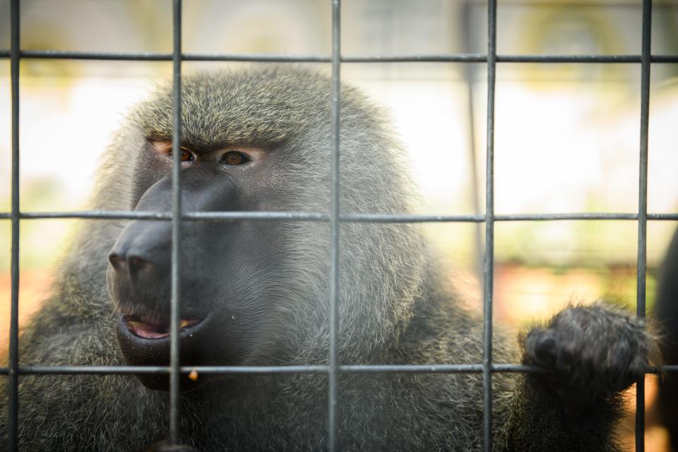 An olive baboon at a zoo in Cameron, North Carolina. The baboon killed in June in Branson had been at Promised Land Zoo since it opened in 2013.