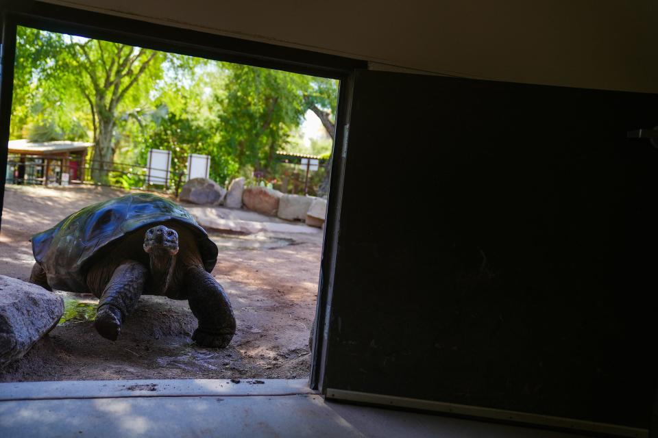 Elvis, a Galapagos Giant Tortoise, makes his way indoors at the Phoenix Zoo on June 15, 2022, in Phoenix. Elvis is estimated to be in either his late 60s or 70s and weighs about 500 pounds.