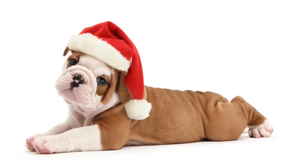 Cats and dogs in Santa hats for Christmas