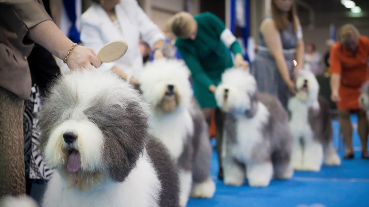 fluffy show dogs