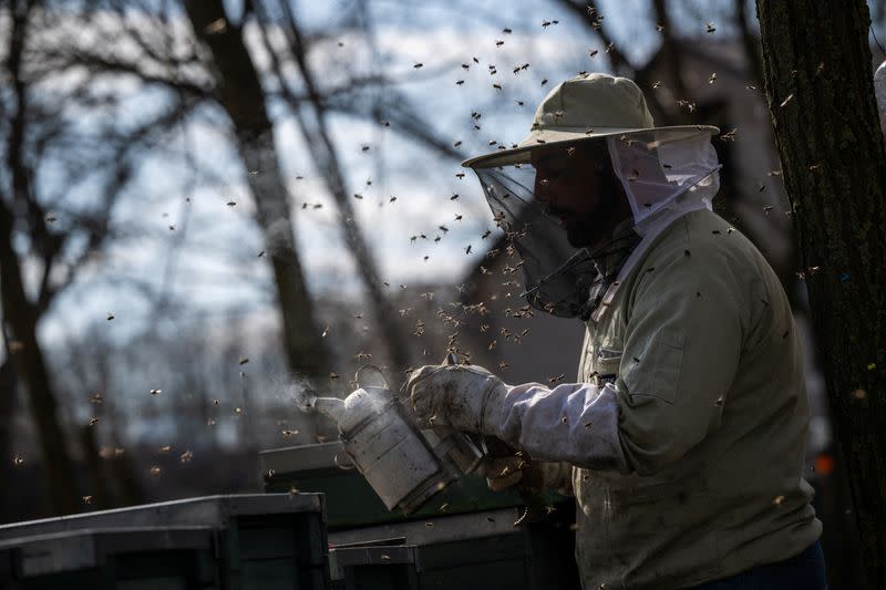 Beekeeper Krisztian Kisjuhasz works on a beehive in Ladanybene