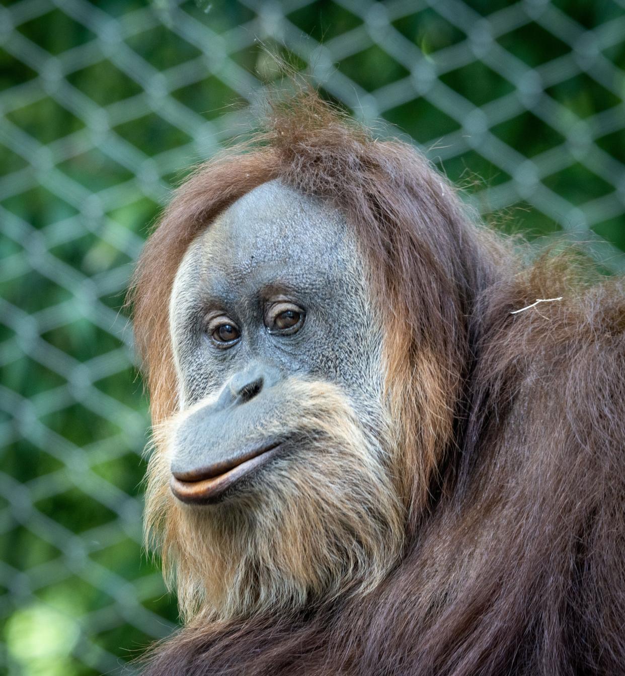 Bella, an orangutan at the Louisville Zoo.