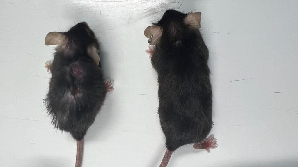 Two mice, both the same age, the one on the left has aged normally, but the one of the right has been given an anti-ageing drug
