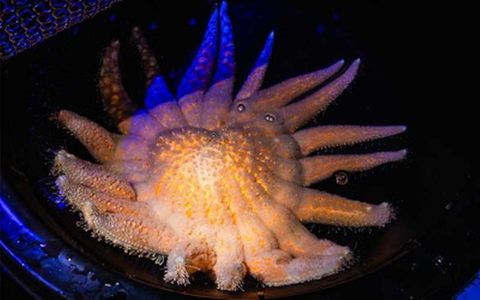 Three sunflower sea stars, considered functionally extinct in California, have spawned at a San Diego aquarium.