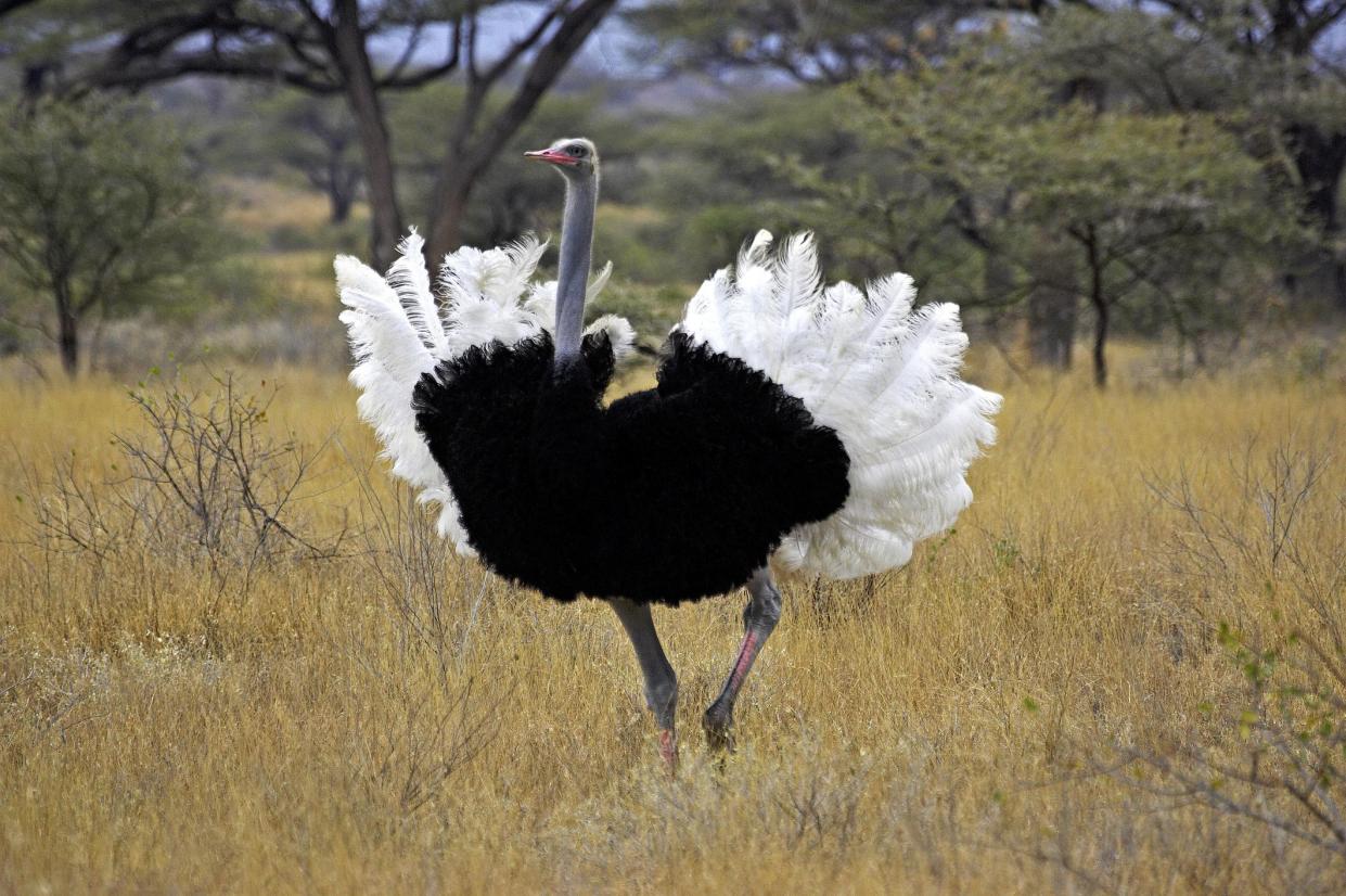 Ostrich, struthio camelus, Male in Courtship display, Masai Mara Park in Kenya