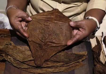 Staff member Maria Regla, 60, shows a tobacco leaf at a hotel in Havana December 19, 2014. REUTERS/Enrique De La Osa