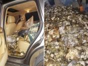 This combination of images provided by the South African Police Service shows abalone from different poaching busts in South Africa during 2023. Organized crime and turf battles over illegal abalone that are sometimes marked by brutal gang killings have overwhelmed South African coastal communities. (Courtesy of SAPS via AP)