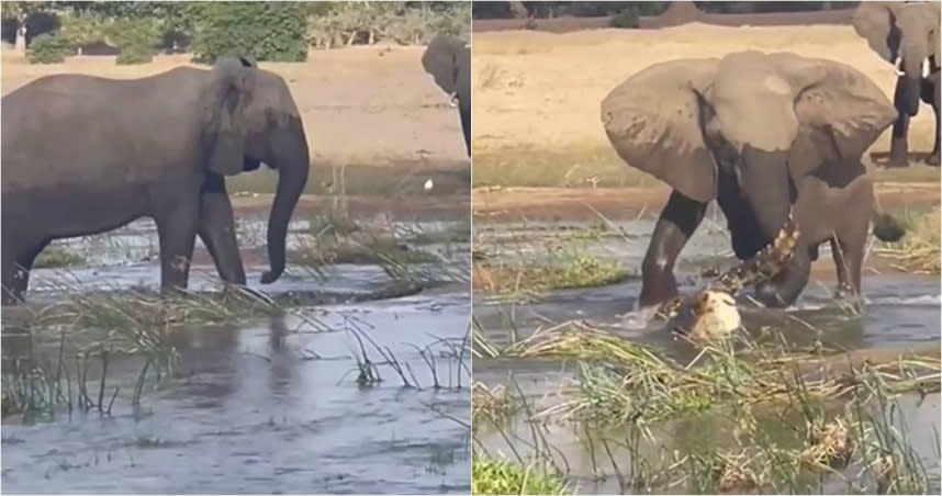 有遊客在非洲尚比亞，拍下大象踩死鱷魚的畫面。（圖／翻攝自IG）