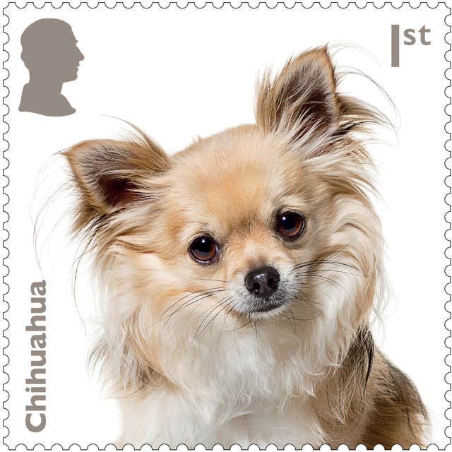 A new Royal Mail stamp featuring a chihuahua