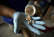 In this Wednesday, Aug. 11, 2021, photo, employee Chris Olachia shows a handful of teeth at The Natural Funeral's human body composting facility in Arvada, Colo. On Sept. 7, Colorado became the second state after Washington to allow human body composting, and Oregon will allow the practice beginning next July. Vessels will be packed with wood chips and straw and will compost a body in six months. Teeth are removed during cremation and composting to prevent mercury contained in dental fillings from contaminating the environment. (AP Photo/Thomas Peipert)