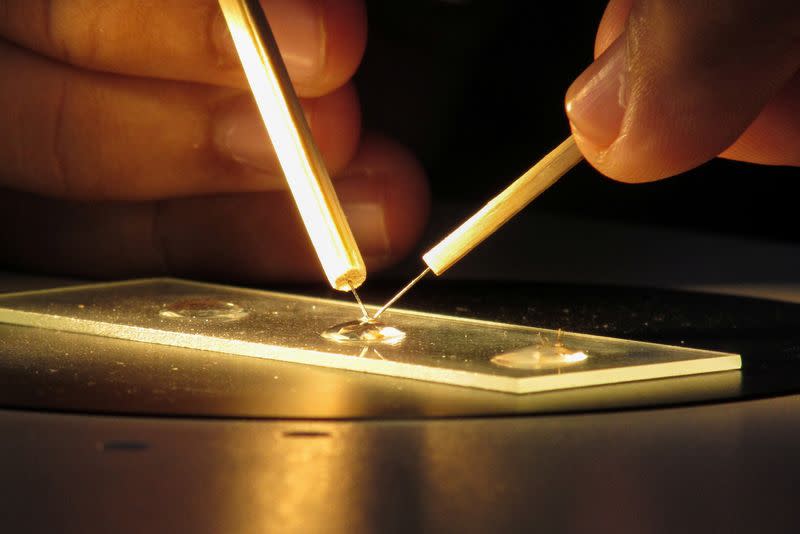 A lab technician, Nhek Sreynik works dissecting mosquitoes, in a lab at Kompong Speu Province