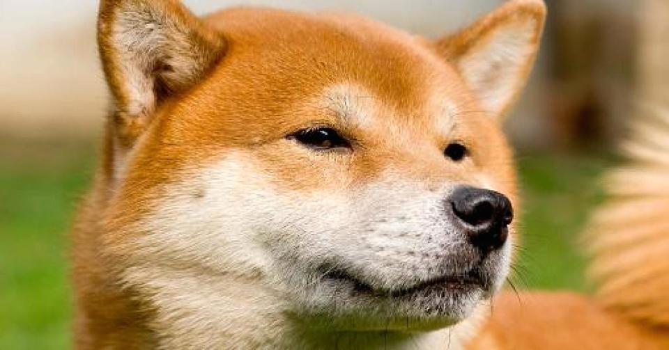The dogecoin is modelled on an internet meme featuring a Japanese shiba inu dog (Erich Schmidt | Getty Images)
