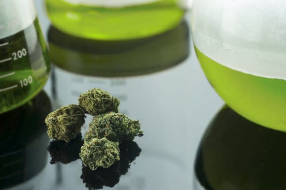 Marijuana buds on table next to beakers containing green liquid