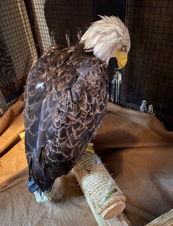 The eagle, rescued in Smithfield this weekend, is almost completely blind and might have neurological damage, according to Kristin Fletcher, executive director of the Wildlife Clinic of Rhode Island.