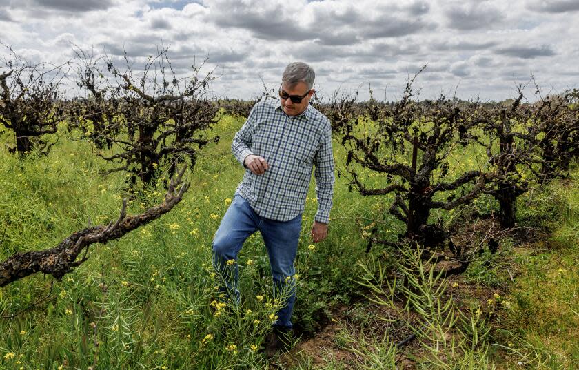 LODI, CA - MARCH 25, 2024: Lodi winegrape Commissioner Stuart Spencer walks past rows of unpicked shriveled grapes left on a vineyard on March 25, 2024 in Lodi, California. "What's aggravating is that we have grapes that didn't get picked or sold while the biggest wineries in the state are bringing in cheap bulk wine from overseas," said Spencer.(Gina Ferazzi / Los Angeles Times)