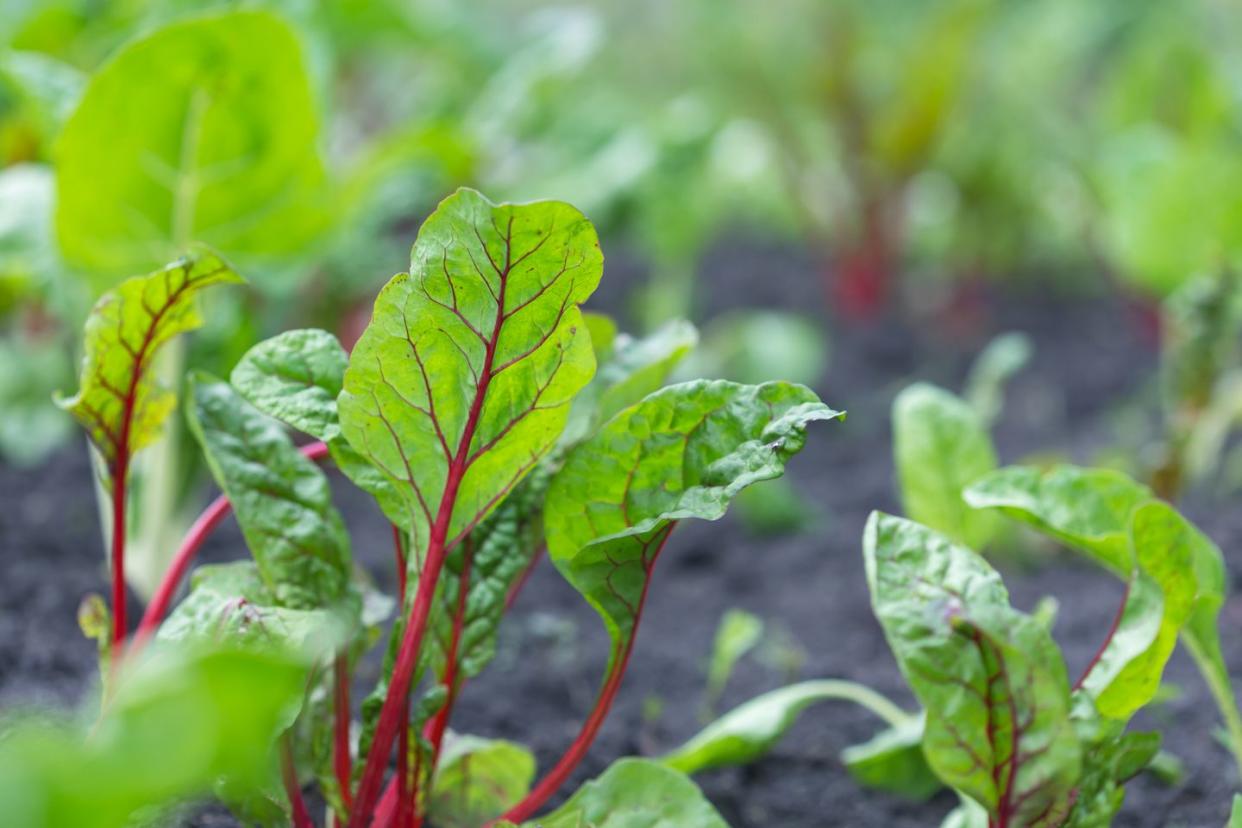 close up of chard leaves growing in garden