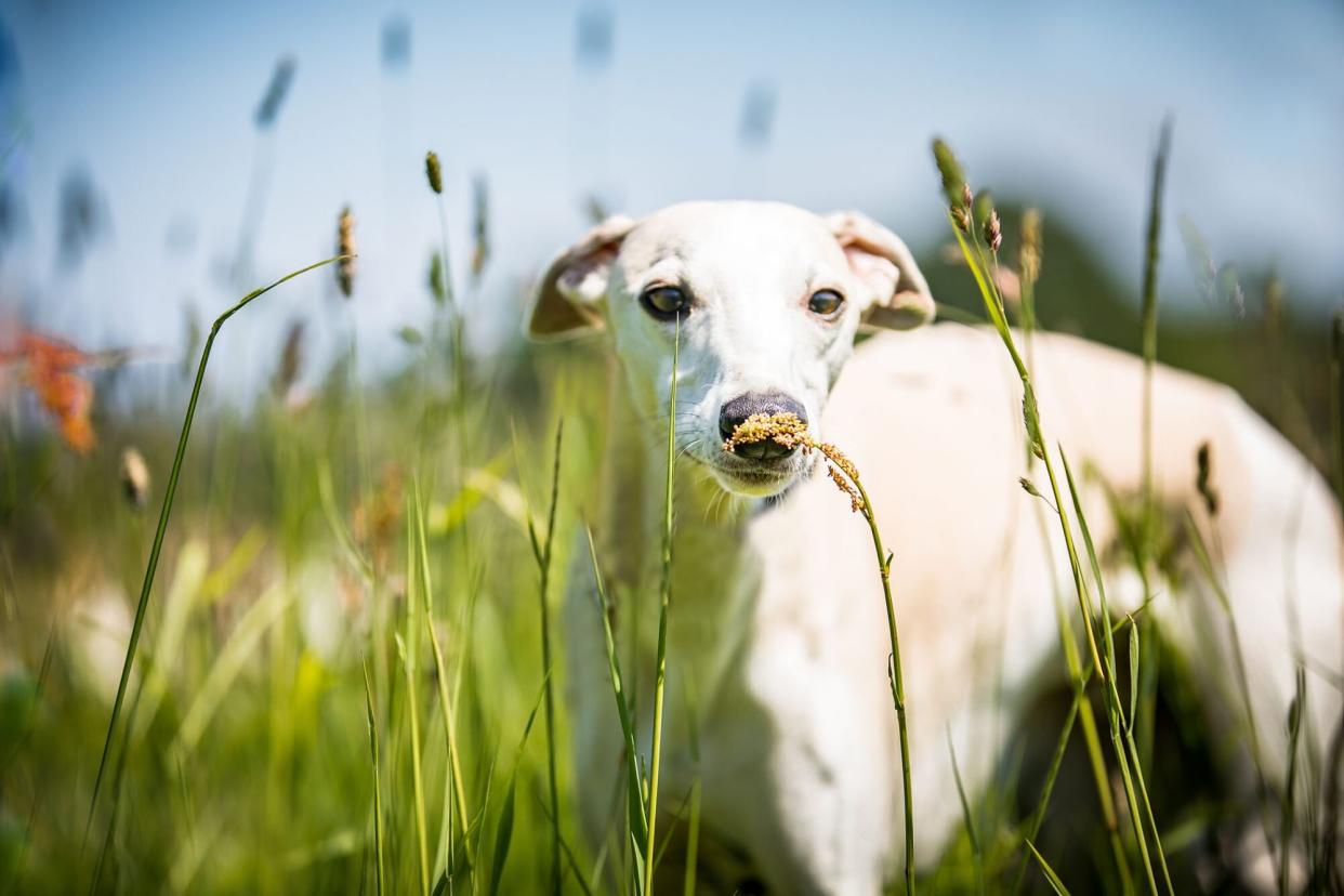 dog rescued by drone and sausage standing in tall grass